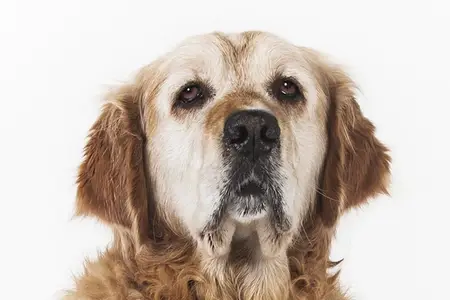 5 Meaningful Ways to Memorialize Your Pet