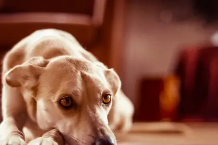 Dog Ate a Cannabis Edible: Immediate Actions for Owners