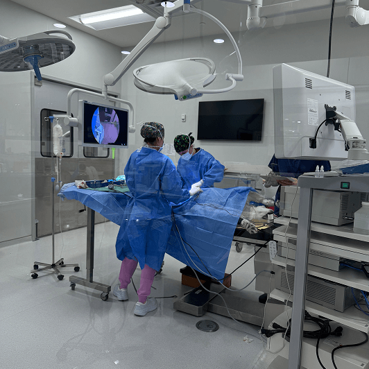 Two veterinary professionals performing a surgical procedure in an operating room.