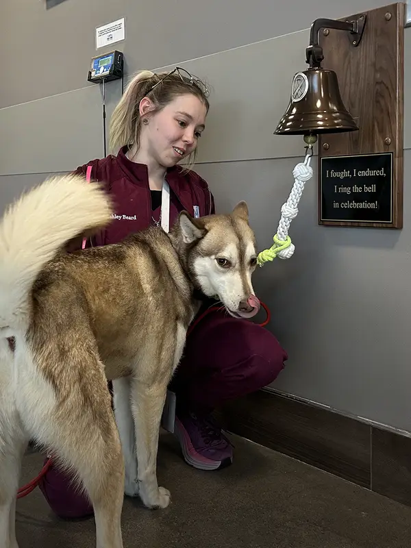 A veterinary professional in maroon scrubs kneels next to a husky by a mounted bell.