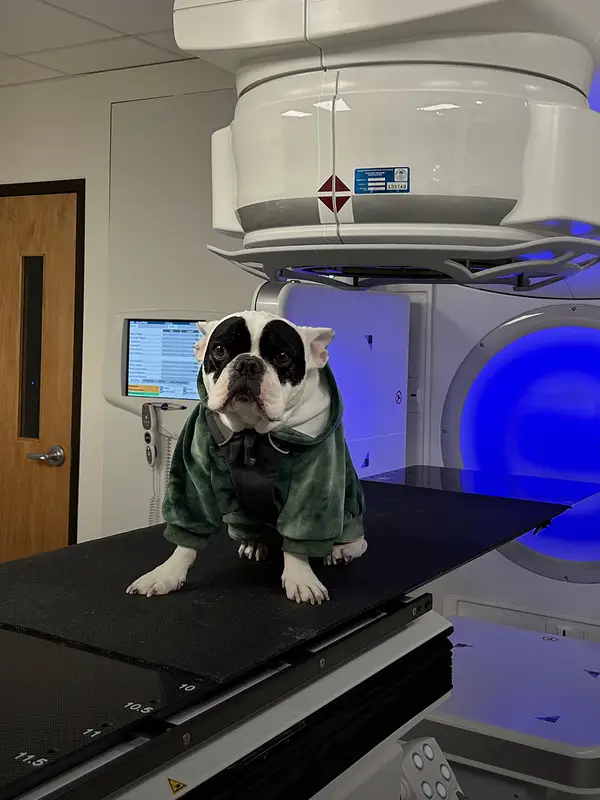 A bull dog in a green jacket stands on a table under an x-ray machine.