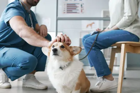 Cancer Bumps on Dogs: Recognizing the Warning Signs