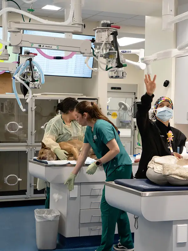 Veterinary professionals caring for animals in a clinical setting with medical equipment around them.