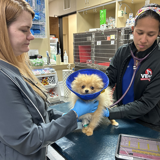Veterinary professionals caring for a small fluffy dog in a clinical setting with medical equipment around them.