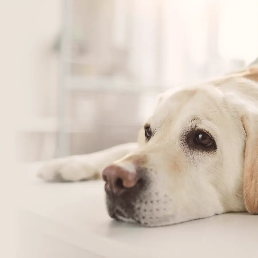 A yellow Labrador Retriever lying on a white surface with a gloved hand on its side.