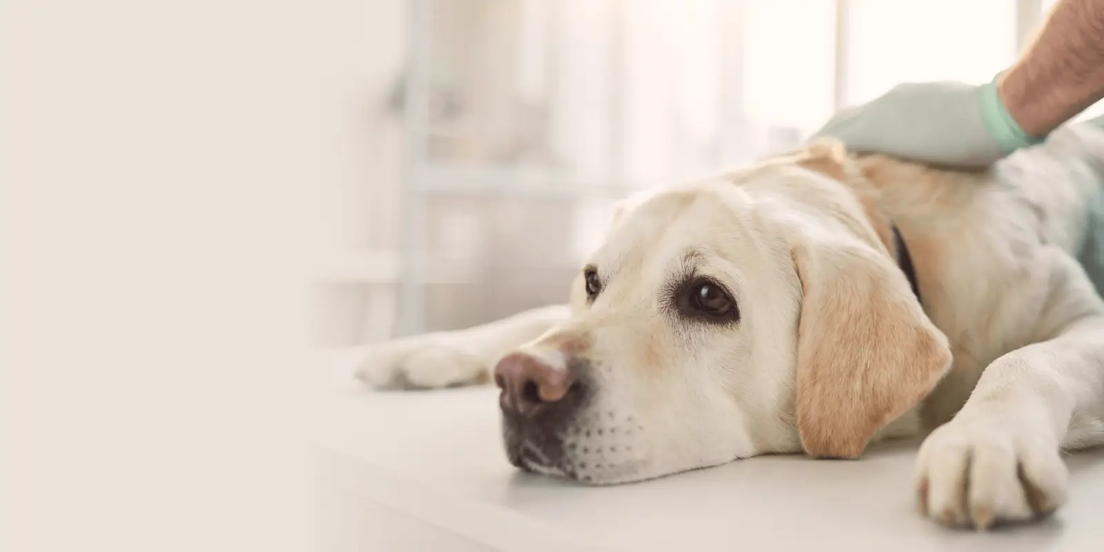 A yellow Labrador Retriever lying on a white surface with a gloved hand on its side.