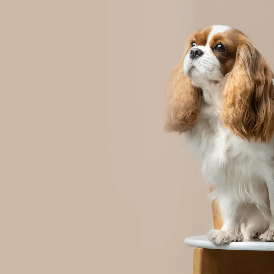 Spaniel sitting on a white chair with a tan background.