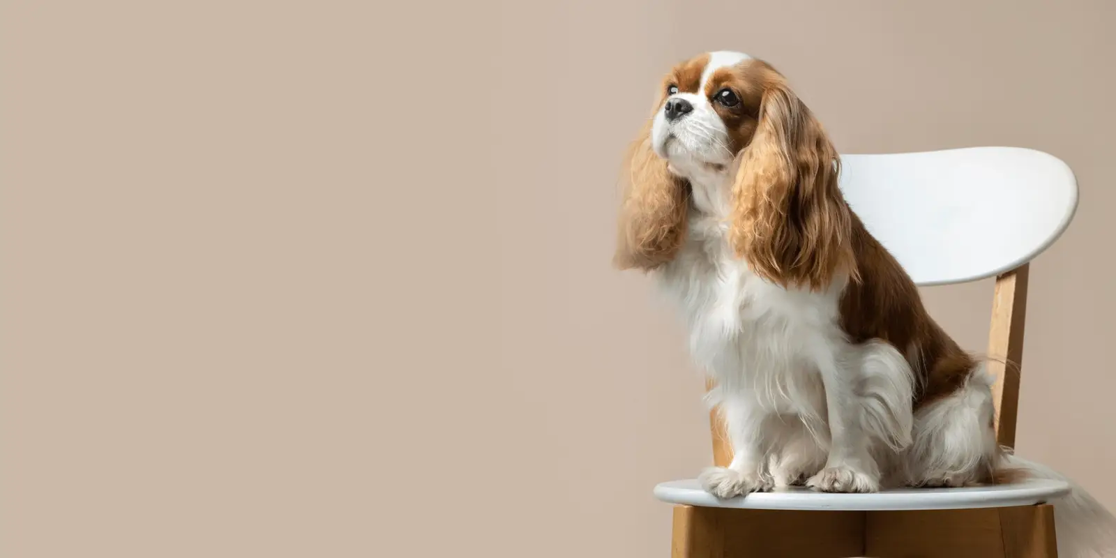 Spaniel sitting on a white chair with a tan background.