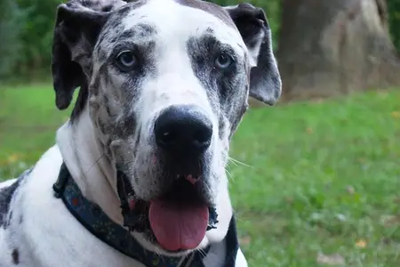 5 Things to Watch Out For If Your Pet Has A Heart Murmur