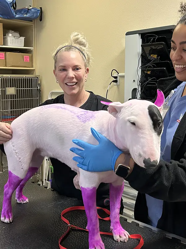 Veterinary professionals caring for a pink dog in a clinical setting with medical equipment around them.