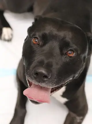Veterinary Emergency + Critical Care North Rainbow