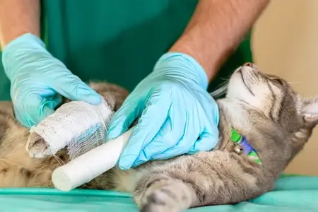 Emergency Care for a Cat Tail Pull Injury