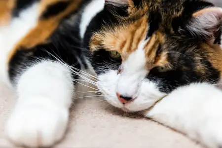 Cat Allergic Reaction: Is It an Emergency?