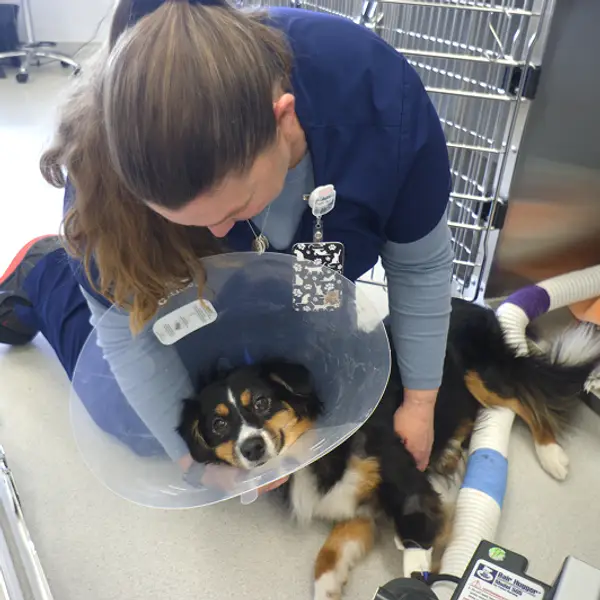 A vet holds a fluffy black puppy with a cone around its neck.
