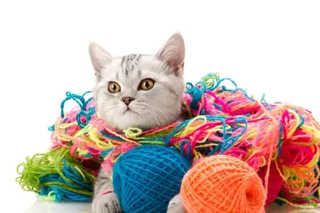 My Cat Swallowed a Needle and Thread: An Emergency Guide