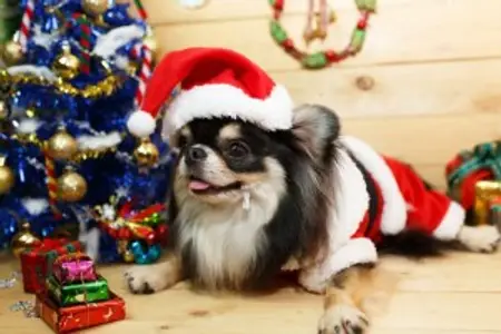 Protect Your Furry Friend with These Holiday Pet Safety Tips