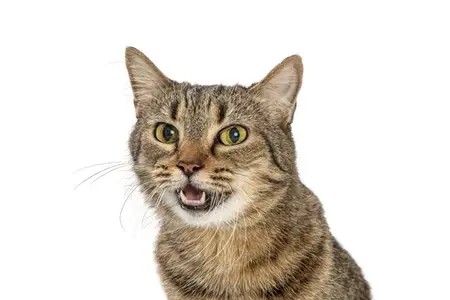Open-Mouth Breathing in Cats: Immediate Steps for a Pet Emergency