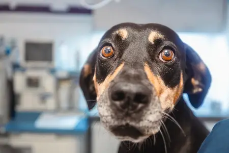 Sudden Dog Nose Bleed: A Guide to Immediate Care