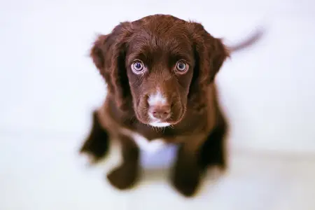 4 Tricks to House Train Your Puppy