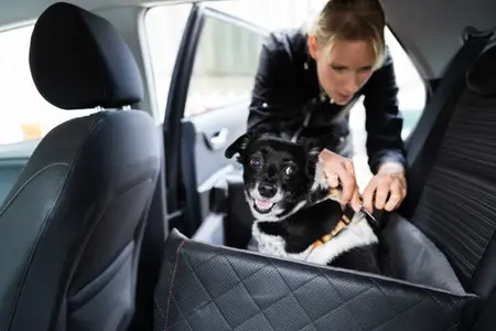 Buckle Up: Pet Travel Safety