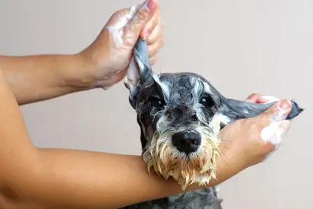 How Often Should I Bathe My Dog or Cat?