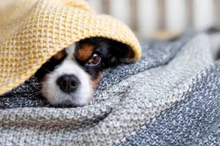 Dog Pancreatitis Treatment: Signs You Need Emergency Care