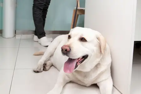 Raisin Poisoning in Dogs: Recognizing Urgent Symptoms