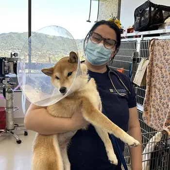 A vet holds a shiba inu dog with a cone around its neck in a clinical setting.
