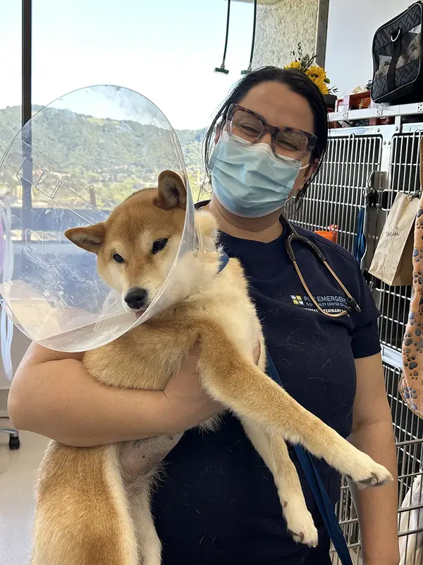 A vet holds a shiba inu dog with a cone around its neck in a clinical setting.