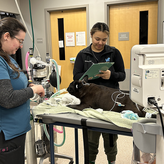 Two veterinarians performing a medical procedure on a black dog in a clinical setting.