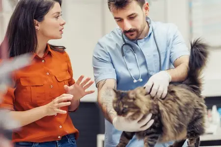 Cat Eye Infection: Is It an Emergency?