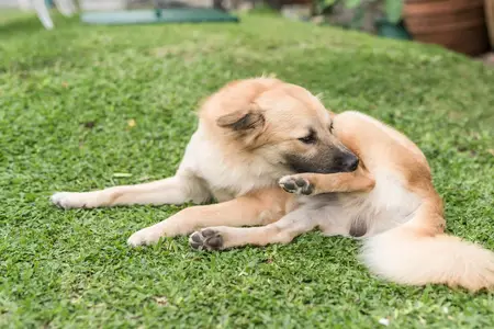 Ear Hematoma in Dogs: Why Immediate Care is Critical