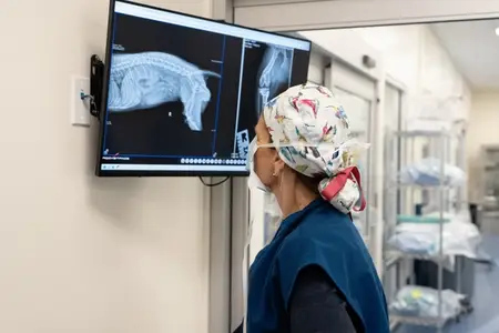 Unlocking Answers with Advanced Diagnostics in Veterinary Care