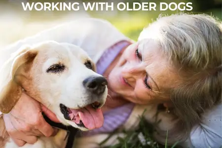 Aging Gracefully: Working With Older Dogs