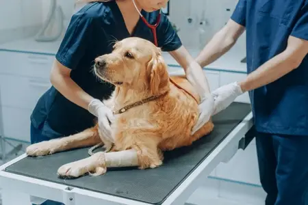 Dog Poisoning from Flea Medicine: Emergency Signs to Know