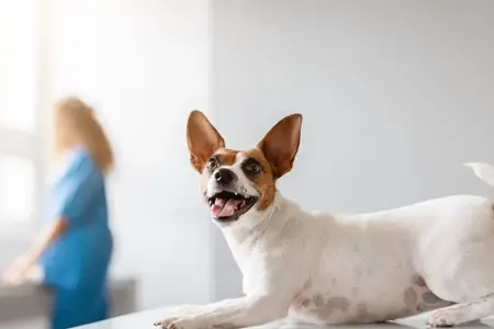 Can Dogs Eat Raisins? Why It's a Pet Emergency