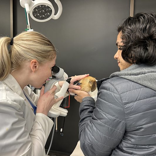 A veterinary professionals examines the eyes of a dog.