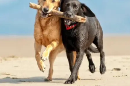 Cancer Vaccine Study!