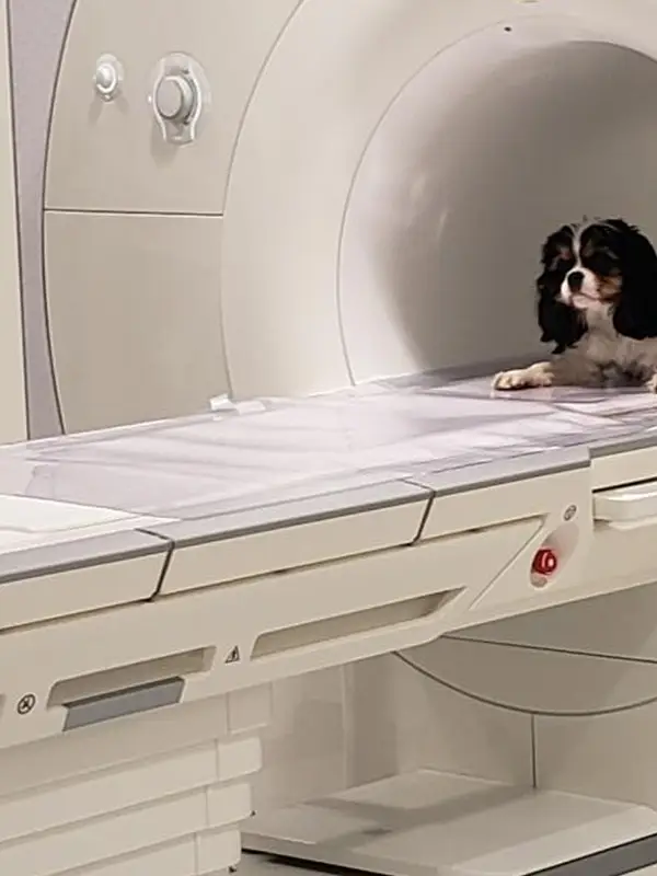 Small black dog going through an MRI machine.