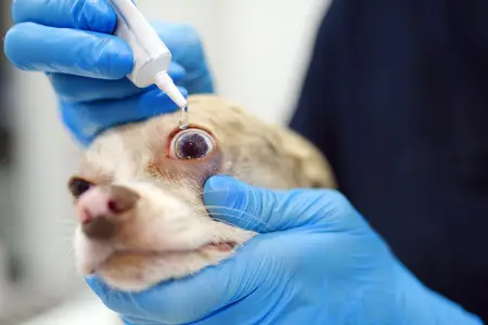 Glaucoma in Dogs: Is It an Emergency?