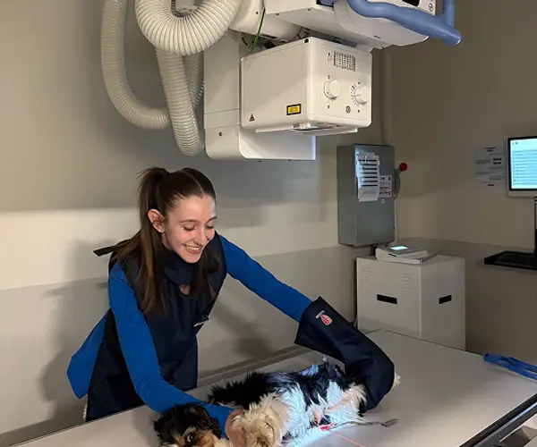A veterinary professional positions a small fluffy white dog on an x-ray table under an x-ray machine in a clinical setting.
