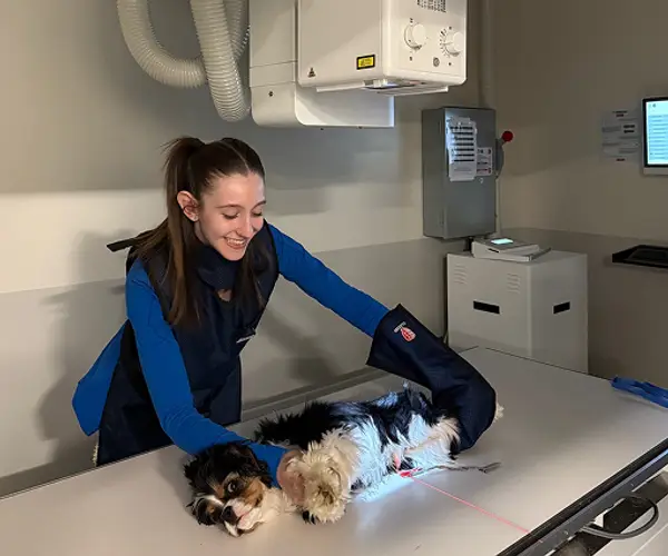 A veterinary professional positions a small fluffy white dog on an x-ray table under an x-ray machine in a clinical setting.