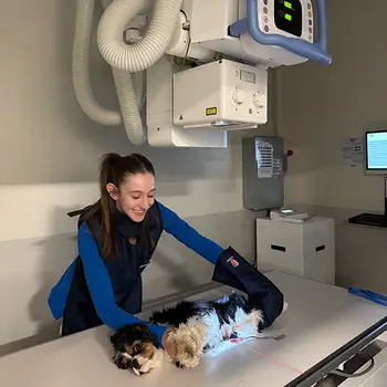A veterinary professional positions a small fluffy white dog on an x-ray table under an x-ray machine in a clinical setting.