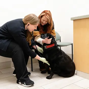 A vet in black scrubs holds a stethoscope to a black Labrador retriever as the owner comforts the dog.