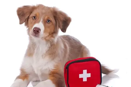 Human Amoxicillin for Dogs: Identifying Emergency Dangers