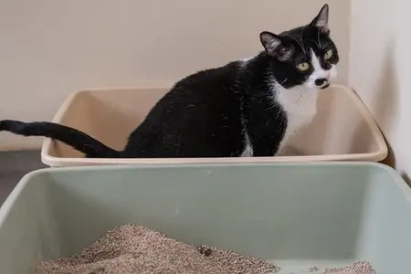 Cat Unable to Urinate: A Critical Pet Care Emergency