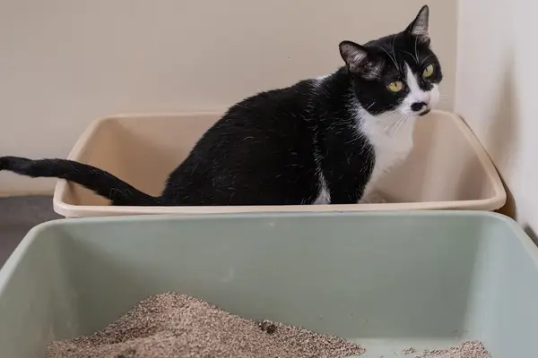 How Often Do Cats Urinate: Essential Insights for Cat Owners