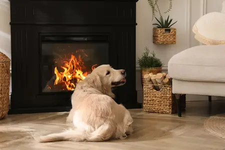Bad Essential Oils for Dogs: Emergency Signs to Watch For