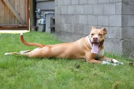 Heat Stroke Signs in Dogs: Is It an Emergency?