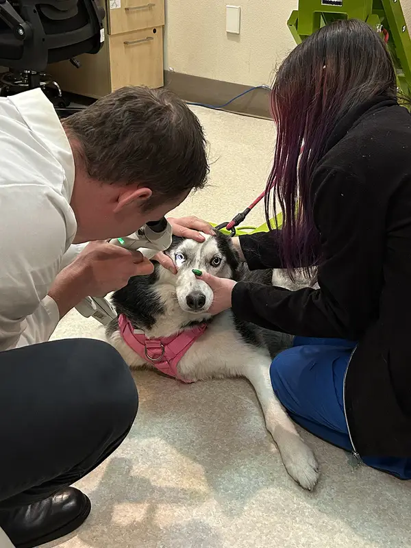 Veterinary professionals examining a dog's eyes in a clinical setting with medical equipment around them.
